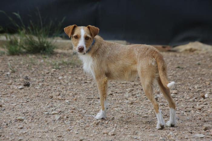 Ruca