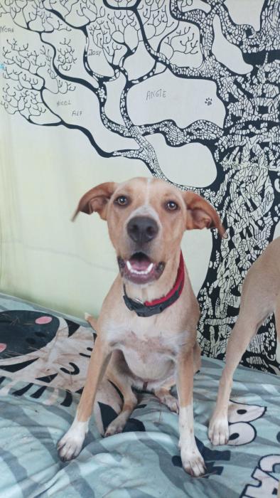 Nala
